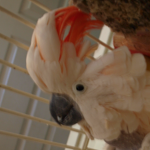 Herbie, the female moullican cockatoo.